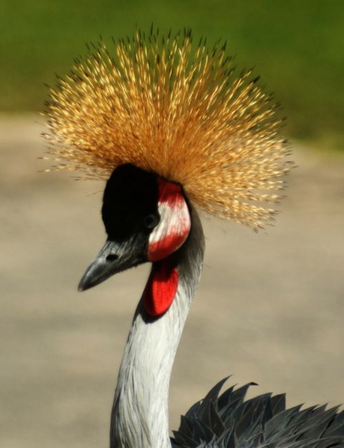 Fotografia de zecoutinho - Galeria Fotografica: aves - Foto: 