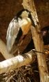 Fotos de zecoutinho -  Foto: aves - 