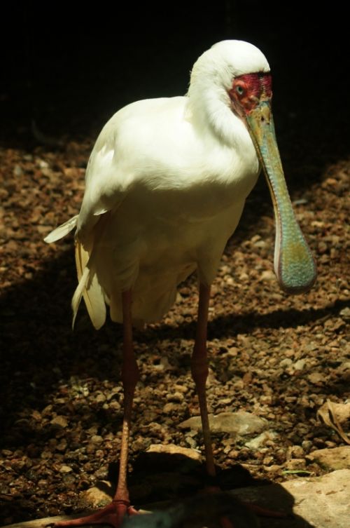 Fotografia de zecoutinho - Galeria Fotografica: aves - Foto: 