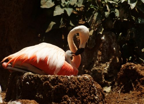 Fotografia de zecoutinho - Galeria Fotografica: aves - Foto: 