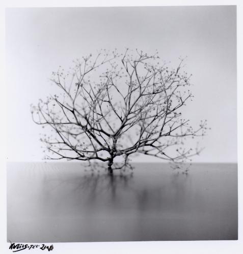 Fotografia de ANGEL SOTELO - Galeria Fotografica: s t - Foto: 