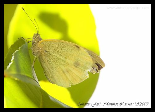 Fotografia de Antonio - Galeria Fotografica: Fotos - Foto: 