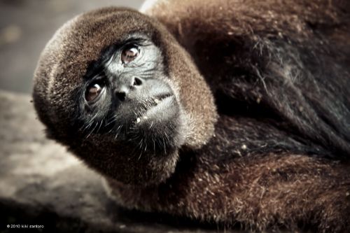 Fotografia de Kiki Santoro - Galeria Fotografica: Ecuador - Foto: Ecuador