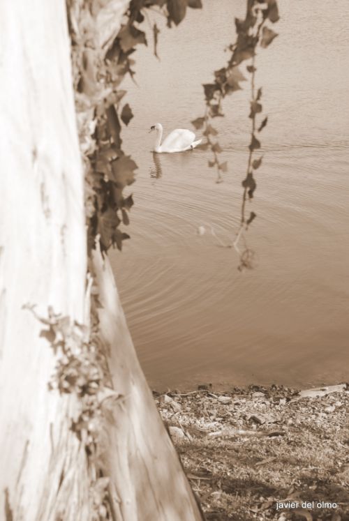 Fotografia de tiri - Galeria Fotografica: sabores de cantabria - Foto: cisne