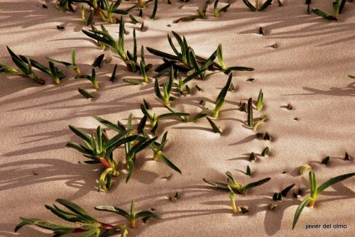 Fotografia de tiri - Galeria Fotografica: sabores de cantabria - Foto: arenas