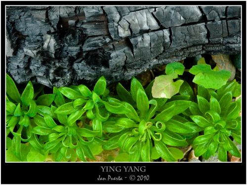 Fotografia de janpuerta - Galeria Fotografica: Visual - Foto: ying Yang