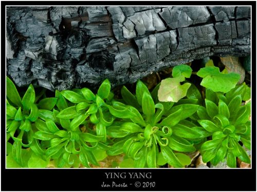 Fotografia de janpuerta - Galeria Fotografica: Visual - Foto: ying Yang