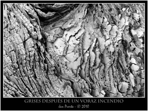 Fotografia de janpuerta - Galeria Fotografica: Visual - Foto: Drises despues de un incendio