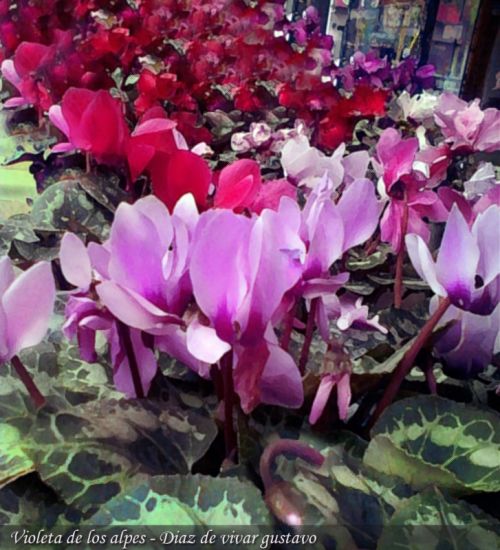 Fotografia de diaz de vivar gustavo - Galeria Fotografica: la realidad no me era suficiente - Foto: 