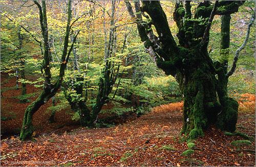 Fotografia de Juanvi Carrasco - Galeria Fotografica: Pirineos - Foto: Hayas carboneras