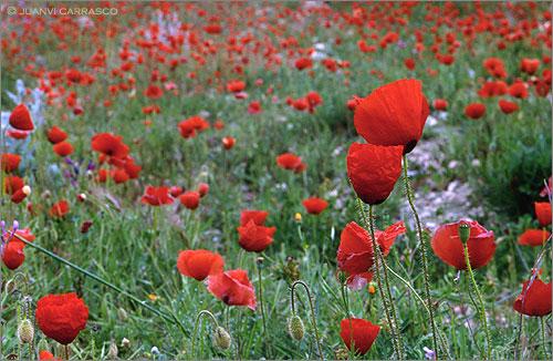 Fotografia de Juanvi Carrasco - Galeria Fotografica: Cabo de Gata - Foto: Amapolas