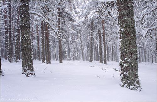 Fotografia de Juanvi Carrasco - Galeria Fotografica: Porfolio - Foto: Bosque nevado