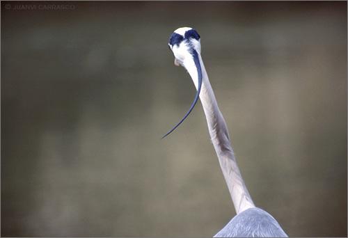 Fotografia de Juanvi Carrasco - Galeria Fotografica: Porfolio - Foto: Garza real