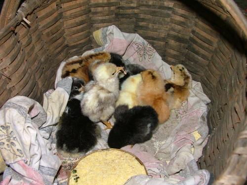 Fotografia de DaBossPlaya - Galeria Fotografica: de viaje - Foto: pollitos