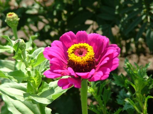 Fotografia de DaBossPlaya - Galeria Fotografica: de viaje - Foto: flor