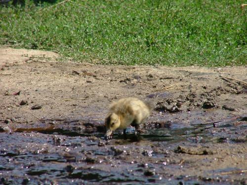Fotografia de DaBossPlaya - Galeria Fotografica: de viaje - Foto: patito