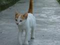 Fotos de DaBossPlaya -  Foto: de viaje - gato