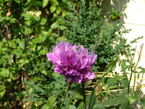 Fotografia de DaBossPlaya - Galeria Fotografica: de viaje - Foto: otra flor