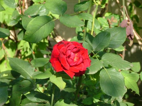 Fotografia de DaBossPlaya - Galeria Fotografica: de viaje - Foto: rosa