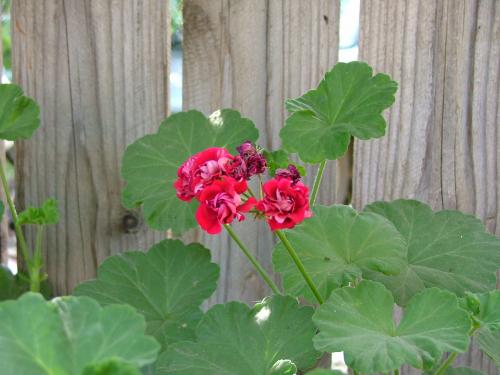 Fotografia de DaBossPlaya - Galeria Fotografica: de viaje - Foto: pequeas flores