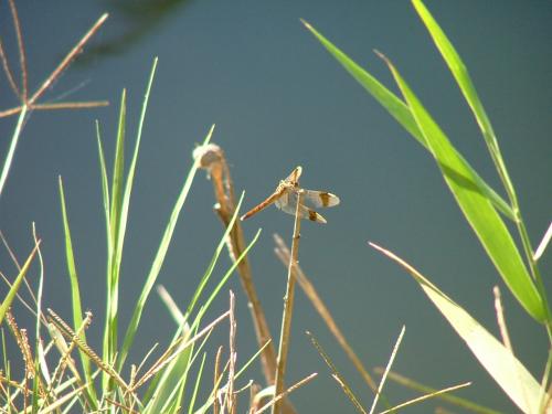 Fotografia de DaBossPlaya - Galeria Fotografica: flores y animales - Foto: libelula