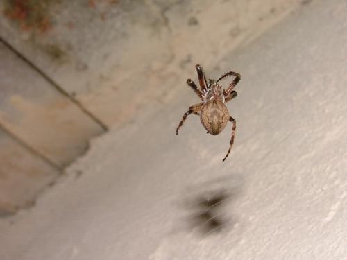 Fotografia de DaBossPlaya - Galeria Fotografica: flores y animales - Foto: araa