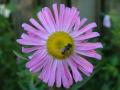 Fotos de DaBossPlaya -  Foto: flores y animales - nectar