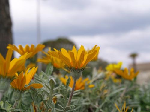 Fotografia de finisterra27 - Galeria Fotografica: mis fotos macro - Foto: yelow