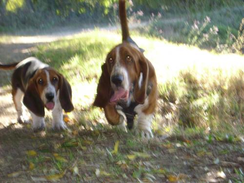 Fotografia de Chi-K - Galeria Fotografica: Postales Caninas - Foto: caminata