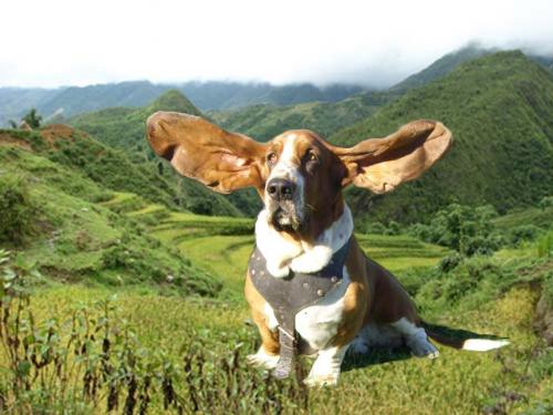 Fotografia de Chi-K - Galeria Fotografica: Postales Caninas - Foto: Volando hacia Vietnam