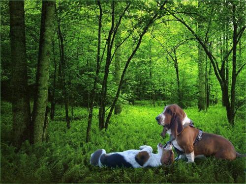 Fotografia de Chi-K - Galeria Fotografica: Postales Caninas - Foto: Sobre el bosque