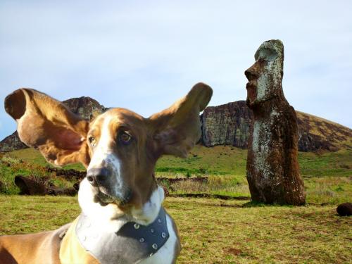 Fotografia de Chi-K - Galeria Fotografica: Postales Caninas - Foto: Moai