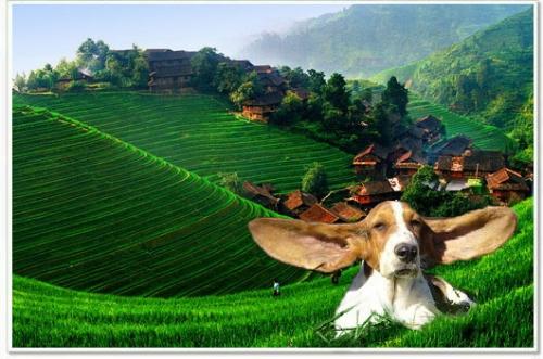 Fotografia de Chi-K - Galeria Fotografica: Postales Caninas - Foto: En China