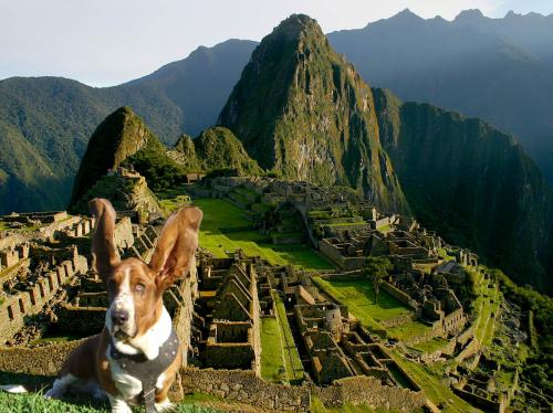 Fotografia de Chi-K - Galeria Fotografica: Postales Caninas - Foto: Machu Pichu