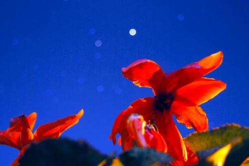 Fotografia de Marcelo Goffi - imagen publicitaria - - Galeria Fotografica: Fotos Marcelo Goffi - Foto: Violeta de los Alpes