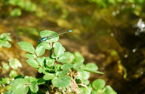 Fotografia de Marcelo Goffi - imagen publicitaria - - Galeria Fotografica: Fotos Marcelo Goffi - Foto: Libelula en Rio
