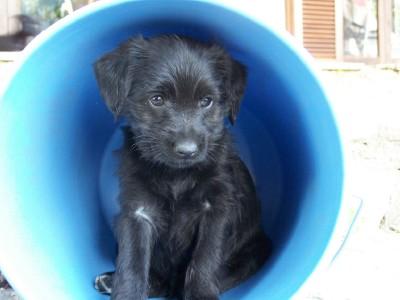 Fotografia de Lali - Galeria Fotografica: mis perritos - Foto: teddy