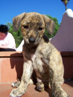 Fotografia de Lali - Galeria Fotografica: mis perritos - Foto: Tigre