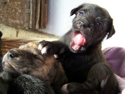 Fotografia de Lali - Galeria Fotografica: mis perritos - Foto: mis peques