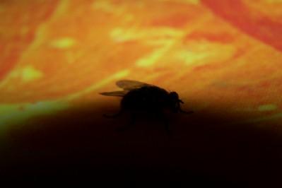 Fotografia de Lali - Galeria Fotografica: Bichos - Foto: la sombra