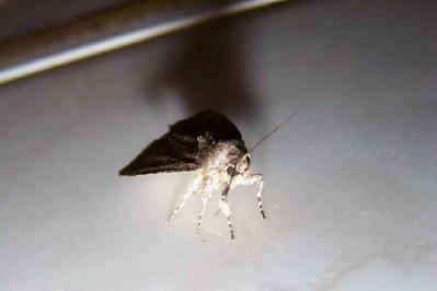 Fotografia de Lali - Galeria Fotografica: Bichos - Foto: mariposa