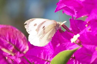 Fotografia de Lali - Galeria Fotografica: Bichos - Foto: mariposa