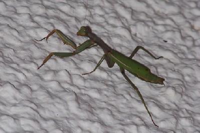 Fotografia de Lali - Galeria Fotografica: Bichos - Foto: gottesanebterin