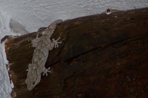 Fotografia de Lali - Galeria Fotografica: Bichos - Foto: lagartijas