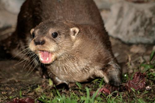 Fotografia de LUIS GERSY GONZALES - Galeria Fotografica: AQUELLOS QUE NO TIENEN VOZ - Foto: NUTRIA DE RIO