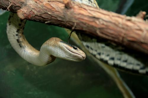 Fotografia de LUIS GERSY GONZALES - Galeria Fotografica: AQUELLOS QUE NO TIENEN VOZ - Foto: 