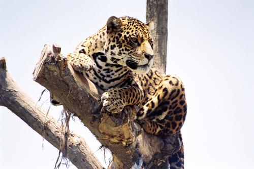 Fotografia de LUIS GERSY GONZALES - Galeria Fotografica: AQUELLOS QUE NO TIENEN VOZ - Foto: OTORONGO