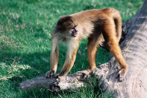 Fotografia de LUIS GERSY GONZALES - Galeria Fotografica: AQUELLOS QUE NO TIENEN VOZ - Foto: MONO MACHIN