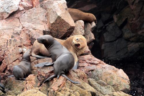 Fotografia de LUIS GERSY GONZALES - Galeria Fotografica: AQUELLOS QUE NO TIENEN VOZ - Foto: LOBOS EN PARACAS