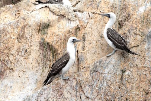 Fotografia de LUIS GERSY GONZALES - Galeria Fotografica: AQUELLOS QUE NO TIENEN VOZ II - Foto: PIQUEROS